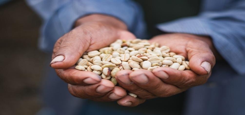conoce la comunidad que huyó del terror y ahora produce café libre de deforestación