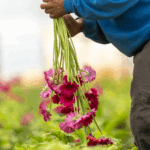 Flores Solidarias apoya a agricultores valencianos