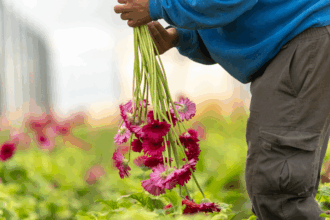 Flores Solidarias apoya a agricultores valencianos