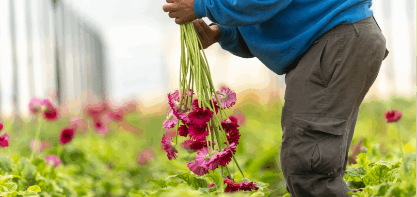 Flores Solidarias apoya a agricultores valencianos
