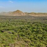 Impulsan protección de bosques secos del país mediante diferentes modalidades de conservación