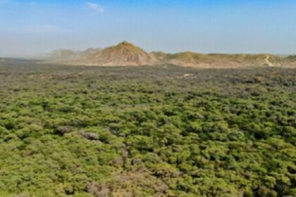 Impulsan protección de bosques secos del país mediante diferentes modalidades de conservación