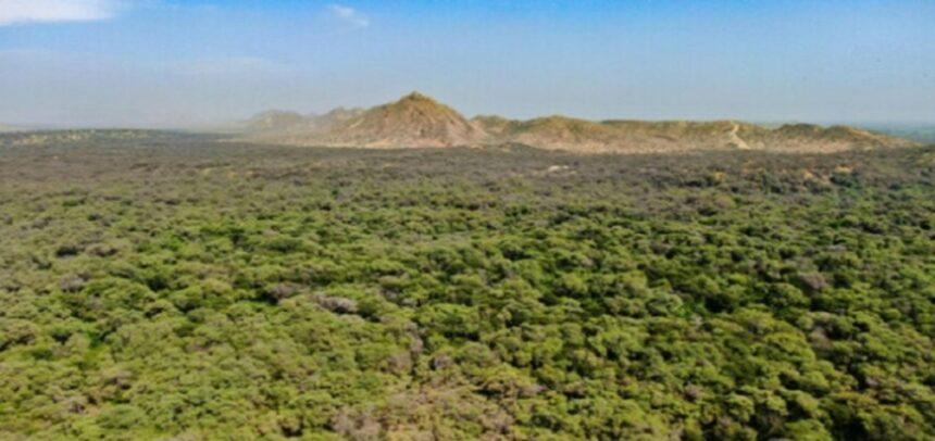 Impulsan protección de bosques secos del país mediante diferentes modalidades de conservación