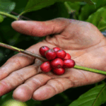 Impulsando el café desde su origen: una campaña que transforma comunidades cafetaleras