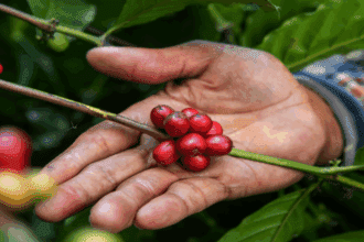Impulsando el café desde su origen: una campaña que transforma comunidades cafetaleras