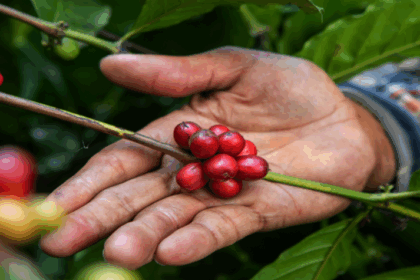 Impulsando el café desde su origen: una campaña que transforma comunidades cafetaleras