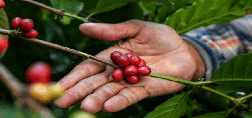 Impulsando el café desde su origen: una campaña que transforma comunidades cafetaleras