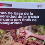 Minam presenta investigación sobre la conservación de la yuca