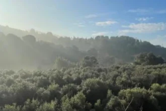 La Fundació Catalunya La Pedrera i L’Olivera se alían para recuperar el mosaico agroforestal en Collserola