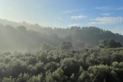 La Fundació Catalunya La Pedrera i L’Olivera se alían para recuperar el mosaico agroforestal en Collserola