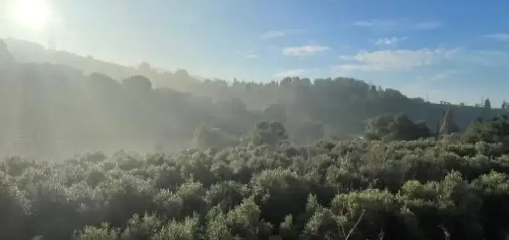 La Fundació Catalunya La Pedrera i L’Olivera se alían para recuperar el mosaico agroforestal en Collserola