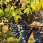 El vino frente al cambio climático: BBVA lanza un monográfico sobre la sostenibilidad en el sector