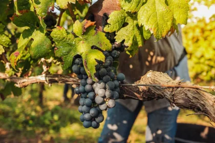El vino frente al cambio climático: BBVA lanza un monográfico sobre la sostenibilidad en el sector