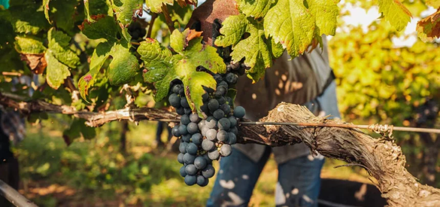 El vino frente al cambio climático: BBVA lanza un monográfico sobre la sostenibilidad en el sector