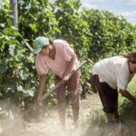 Mujeres rurales del Perú: motor económico y social que sostiene el campo