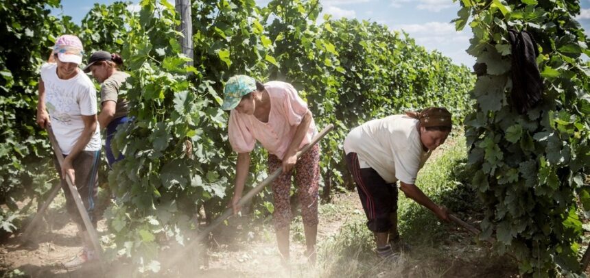 Mujeres rurales del Perú: motor económico y social que sostiene el campo