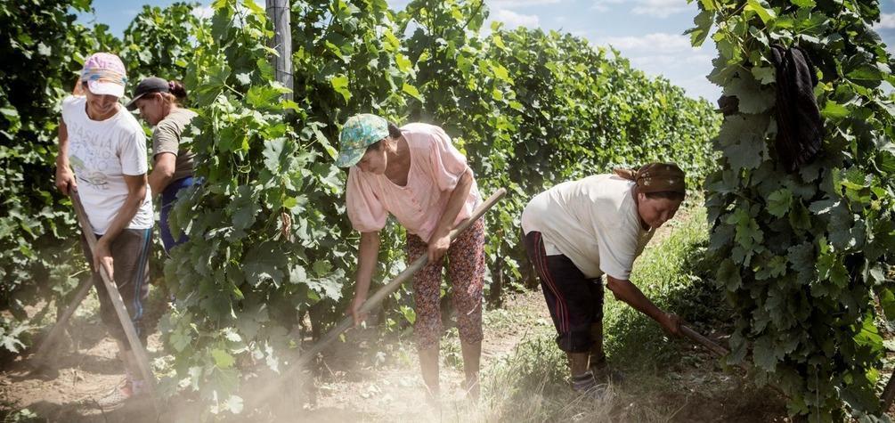 Mujeres rurales del Perú: motor económico y social que sostiene el campo