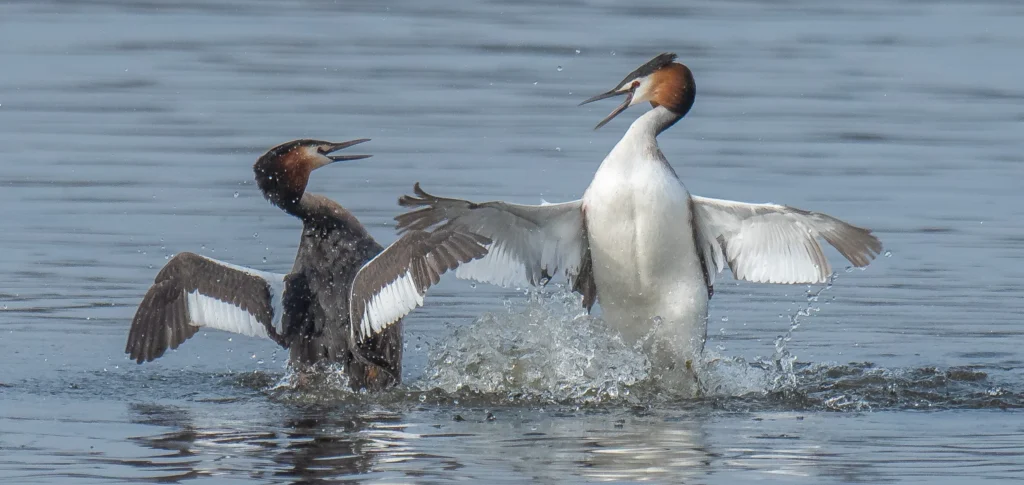 Somormujo_lavanco_©Jorge_Remacha