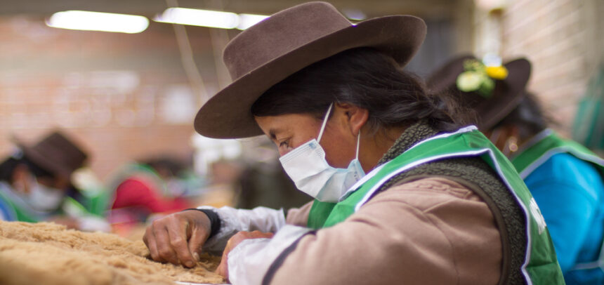 Conoce el proyecto de KUNA que convirtió el rescate de la vicuña en un caso de éxito peruano