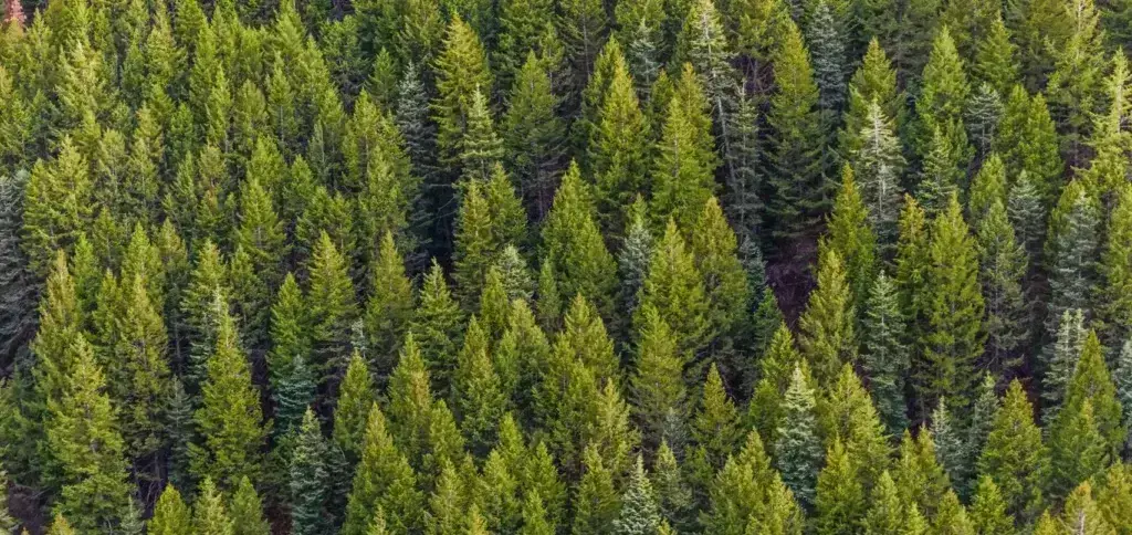 Bosques Vivos