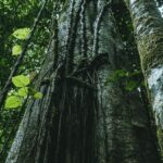 Epson renueva su compromiso con la sostenibilidad adoptando más de 1,400 árboles de la Amazonía peruana