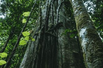 Epson renueva su compromiso con la sostenibilidad adoptando más de 1,400 árboles de la Amazonía peruana