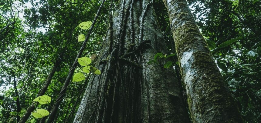 Epson renueva su compromiso con la sostenibilidad adoptando más de 1,400 árboles de la Amazonía peruana