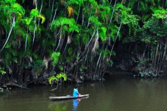 Minam actualiza TUPA con información detallada sobre los trámites del Renami