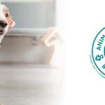 Grupo Albia permite la presencia de animales de compañía en las despedidas