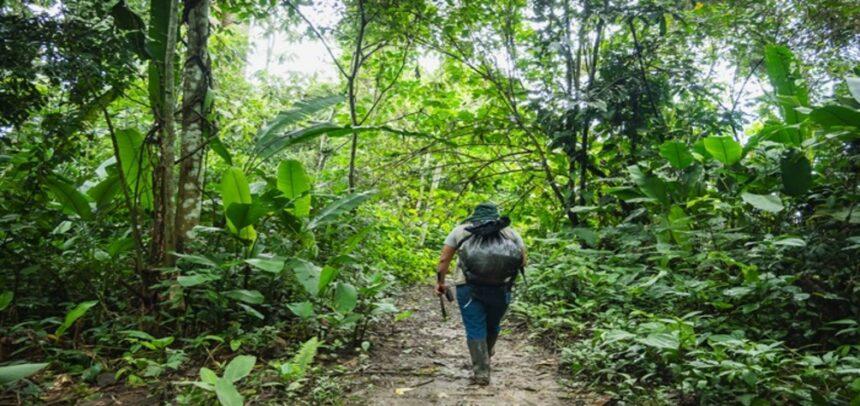 Programa Bosques conservó cerca de 1.8 millones de hectáreas de bosques con mecanismo de incentivos y planes de negocios