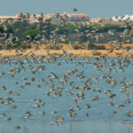 Avifauna en las Mariesmas del Odiel - Imagen cedida por José María Méndez/SEO Birdlife