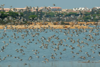 Avifauna en las Mariesmas del Odiel - Imagen cedida por José María Méndez/SEO Birdlife