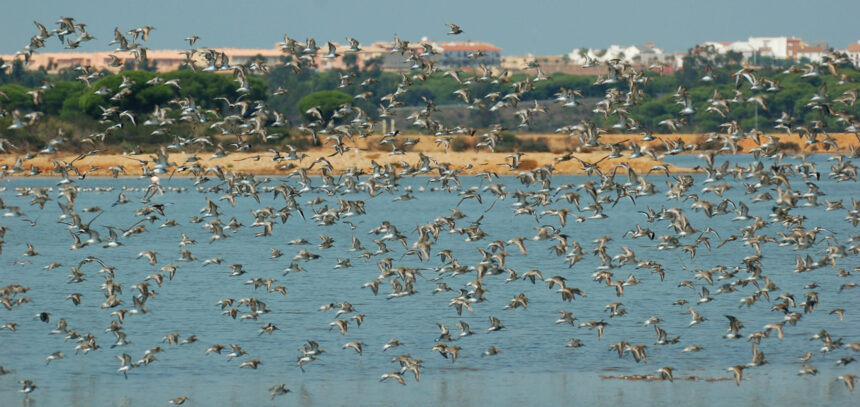 Avifauna en las Mariesmas del Odiel - Imagen cedida por José María Méndez/SEO Birdlife