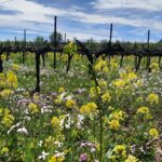 Finca Les Abelles, ejemplo de que la agricultura regenerativa es rentable y eficiente en la lucha contra el cambio climático - Familia Torres