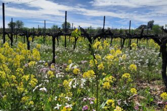 Finca Les Abelles, ejemplo de que la agricultura regenerativa es rentable y eficiente en la lucha contra el cambio climático - Familia Torres