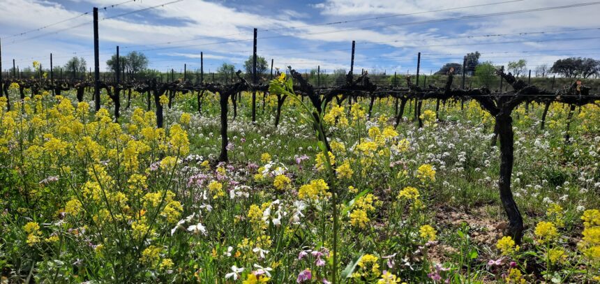 Finca Les Abelles, ejemplo de que la agricultura regenerativa es rentable y eficiente en la lucha contra el cambio climático - Familia Torres