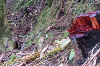 Histórica condena por tala ilegal en el Parque Nacional de Cutervo marca un precedente para la protección ambiental en el país