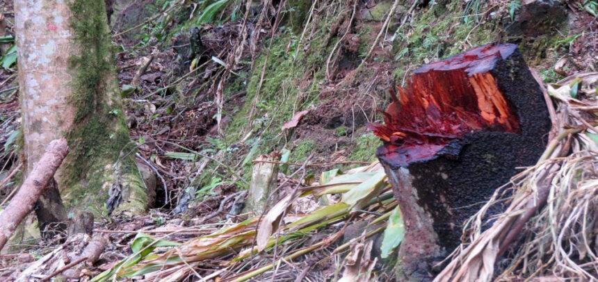 Histórica condena por tala ilegal en el Parque Nacional de Cutervo marca un precedente para la protección ambiental en el país