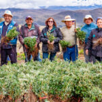 Reforestan 400 hectáreas con quenuales para recuperar cabeceras de cuenca en el Valle Fortaleza
