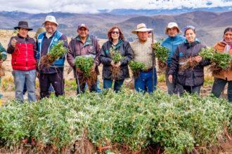 Reforestan 400 hectáreas con quenuales para recuperar cabeceras de cuenca en el Valle Fortaleza