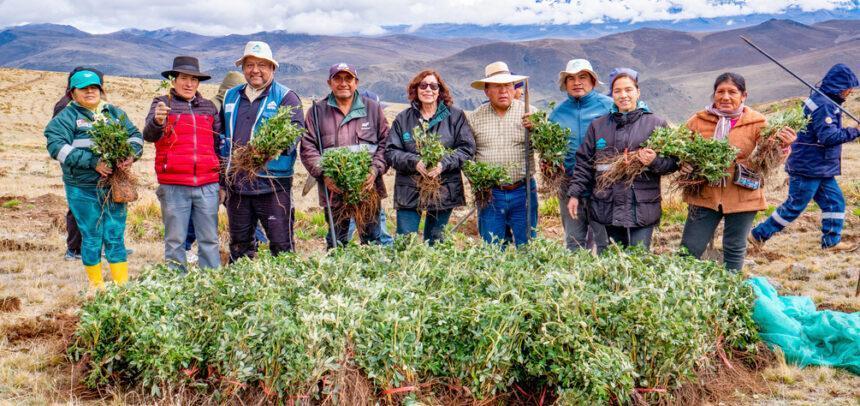 Reforestan 400 hectáreas con quenuales para recuperar cabeceras de cuenca en el Valle Fortaleza