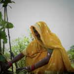 Emrati, residente en Khajuraha Bujurg, recolectando su cosecha. © ActionAid