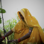 Emrati, residente en Khajuraha Bujurg, recolectando su cosecha. © ActionAid