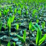 Desarrollo de cadenas productivas impulsada por la empresa Caynarachi S.A. incorpora a más de 1000 pobladores y beneficia a más de 50 comunidades