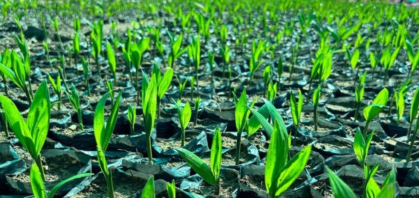 Desarrollo de cadenas productivas impulsada por la empresa Caynarachi S.A. incorpora a más de 1000 pobladores y beneficia a más de 50 comunidades