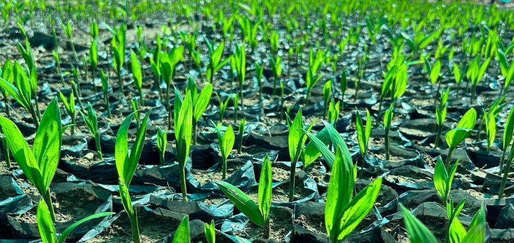 Desarrollo de cadenas productivas impulsada por la empresa Caynarachi S.A. incorpora a más de 1000 pobladores y beneficia a más de 50 comunidades