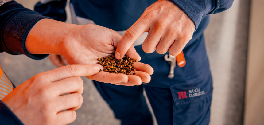 Malta procedente de cebada cultivada bajo prácticas de bajas emisiones - Mahou San Miguel