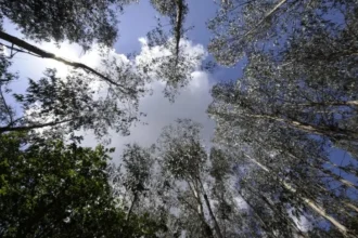 Ence ha cumplido los objetivos de sostenibilidad establecidos para el ejercicio 2025 en el marco de su programa de emisión de pagarés vinculado a la Sostenibilidad - Imagen de Stock de Ence