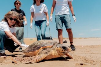 Fuente: Damm