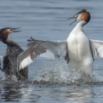 SEO/BirdLife demanda paralización de mina en Madrid para proteger humedal y biodiversidad urbana